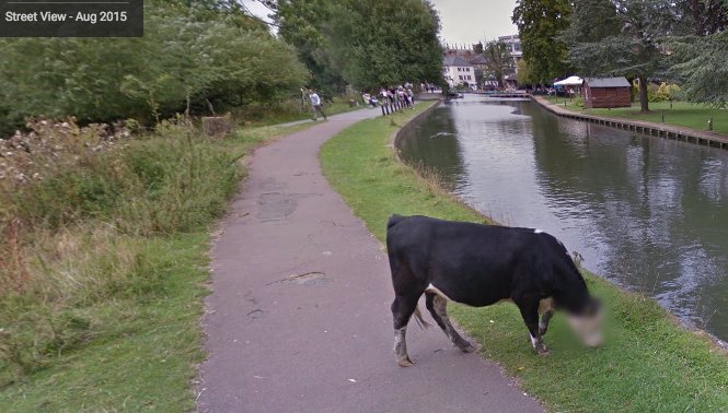 Google Security Cow